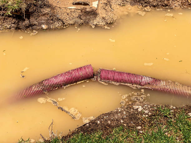 Best Water damage cleanup near me  in Appleton City, MO